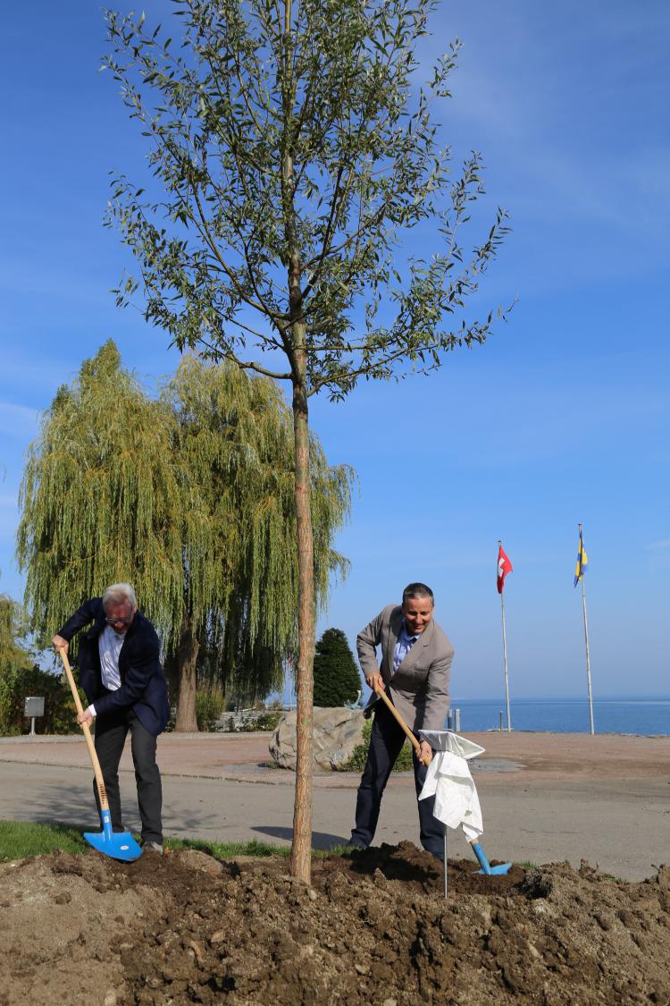Neubepflanzung Weiden