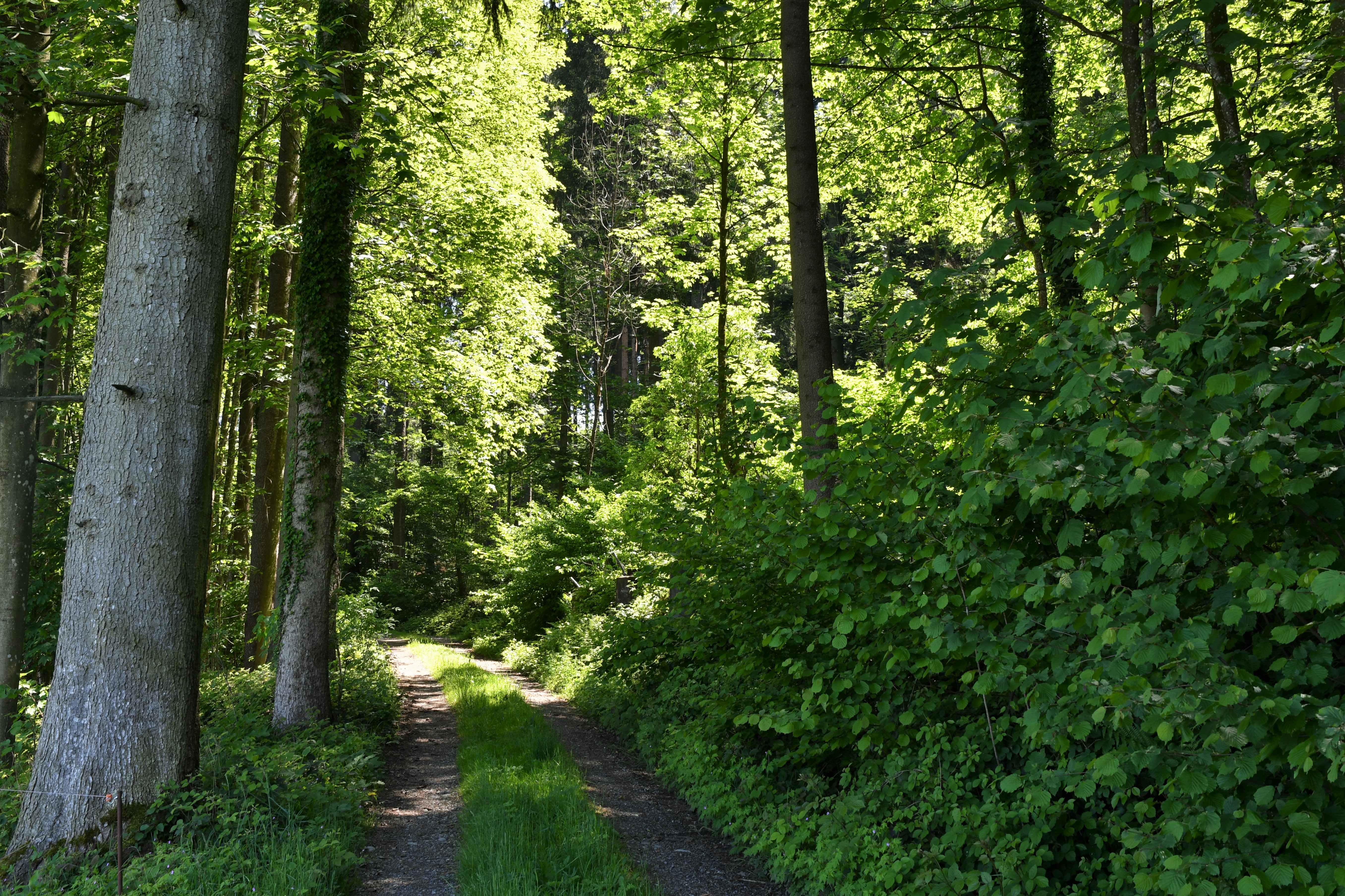 Eschlenwald