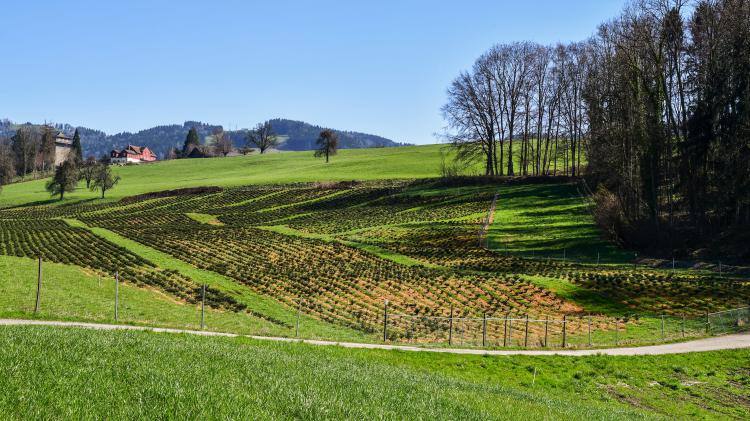 Pachtland im Schlossberg
