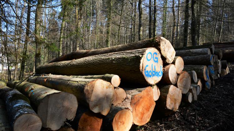 Holzschlag im Rantelwald
