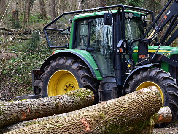 Sicherheitsholzschlag im Rantelwald