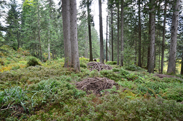 Waldbiodiversität