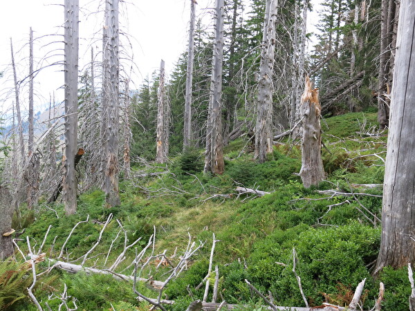 Totholz im Waldreservat Amden