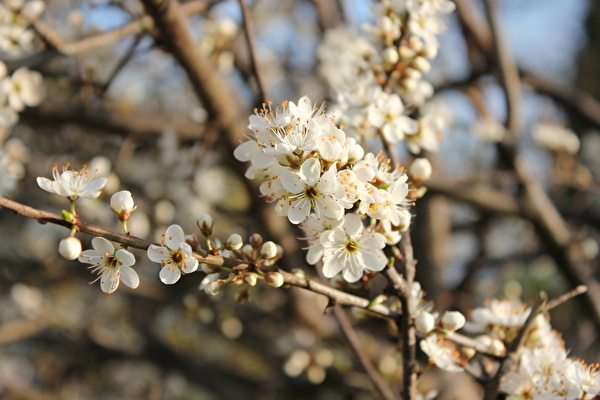 Bild Blüte Schwarzdorn