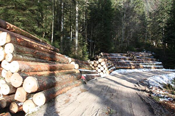 Foto von Holzlager an Waldstrasse