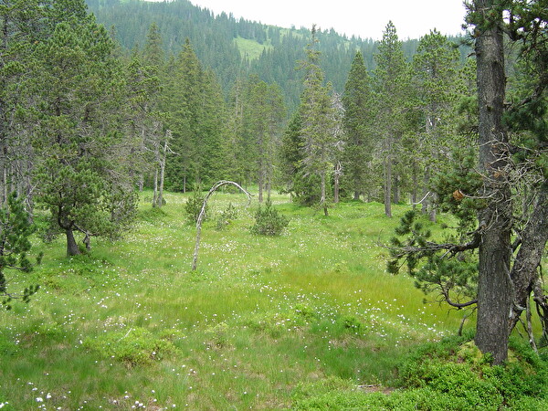 Wald
