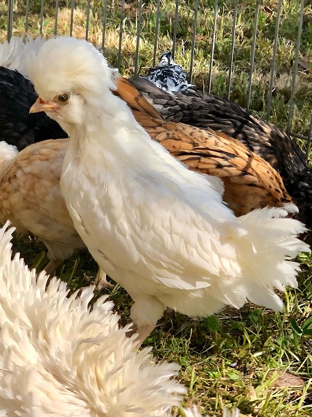 Anfang September legten die inzwischen erwachsenen Hühner ihre ersten Eier. Und seit Anfang Oktober geniessen sie ein artgerechtes Leben auf einem idyllischen Hof in Hinwil. Happyend für unser Hühnerprojekt! 