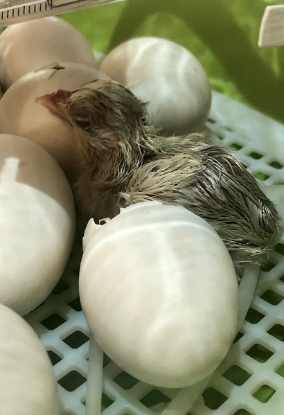 Aus den befruchteten Eiern schlüpften bald piepsende Küken...