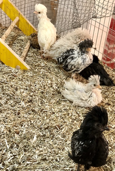 Die jungen Hühner...