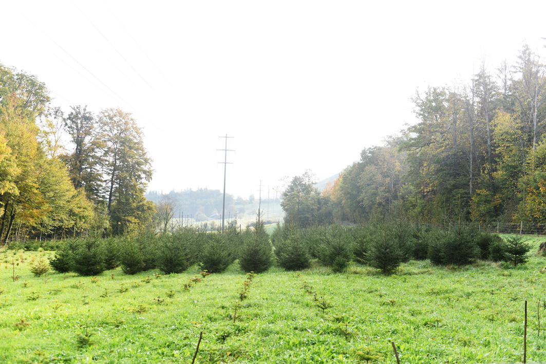 Bild Weihnachtsbaum