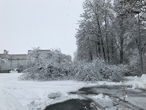 Umgestürzter Baum, Militärstrasse