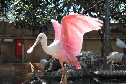 exotische Vögel