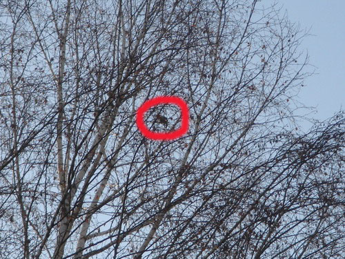 Papagei auf dem Baum