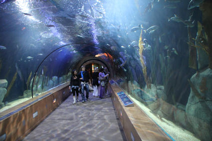 Tunnel im Aquarium