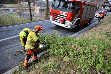 Umgestürzter Baum wird zersägt