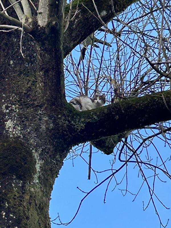 Katze traut sich seit 3 Tagen nicht vom Baum herunter zu kommen