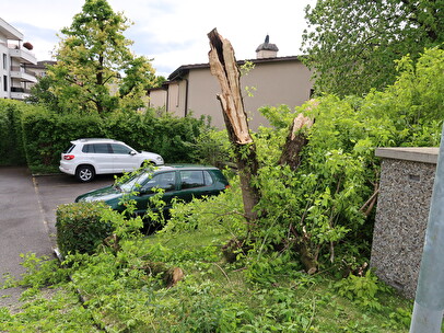 Äste von Baum abgebrochen und auf Gehweg
