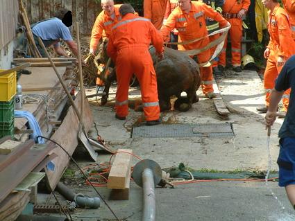 Stier konnte erfolgreich aus Jauchegrube geborgen werden