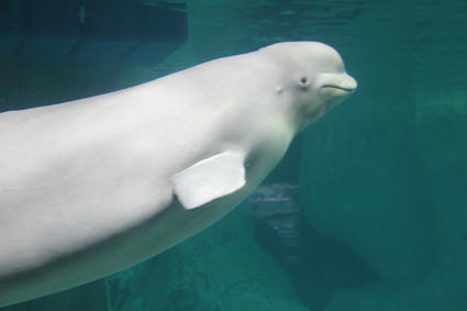 Beluga Wal