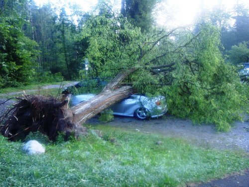 Umgestürzter Baum im Gebiet Höllgrotten