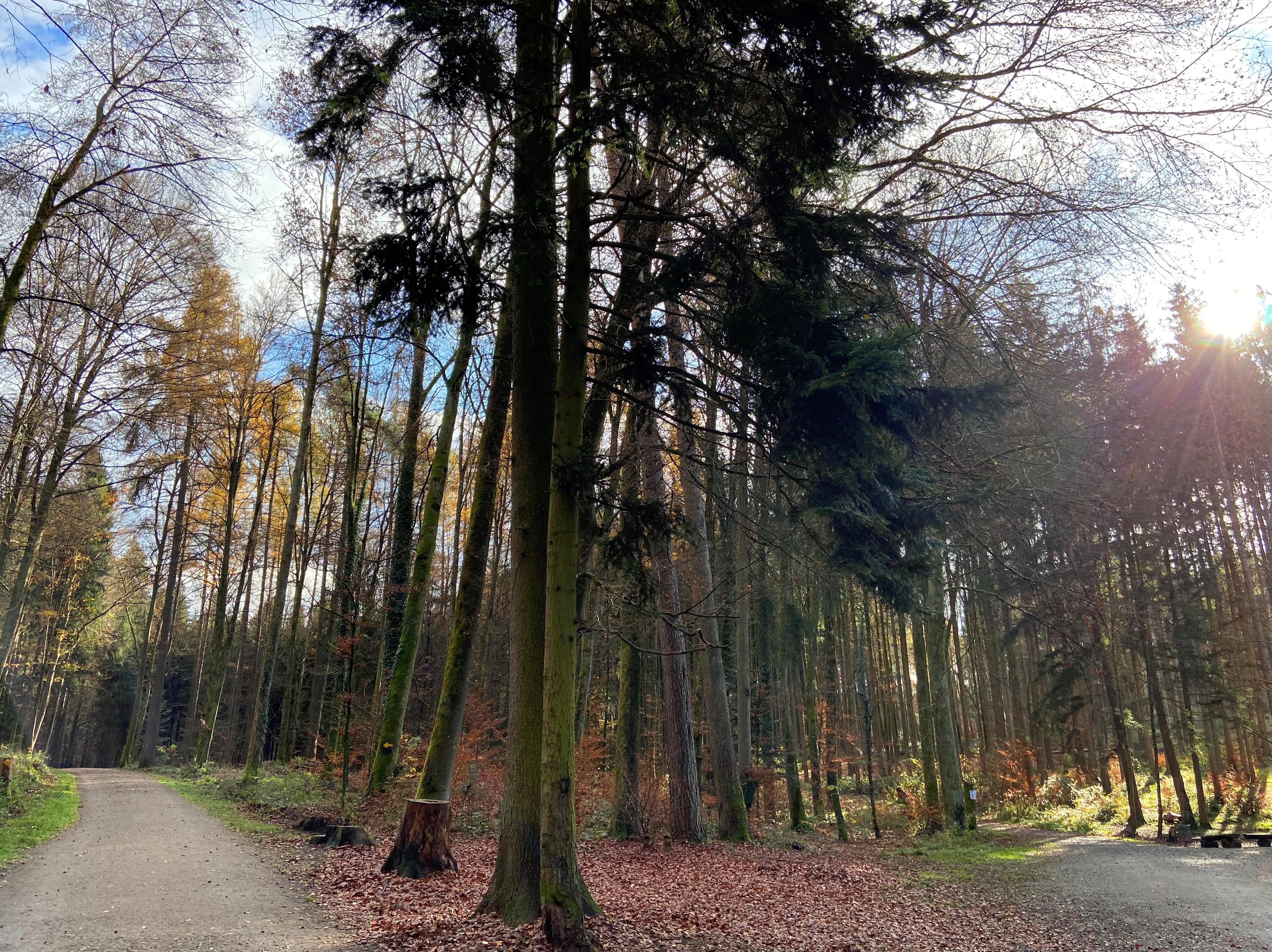 Hardwald