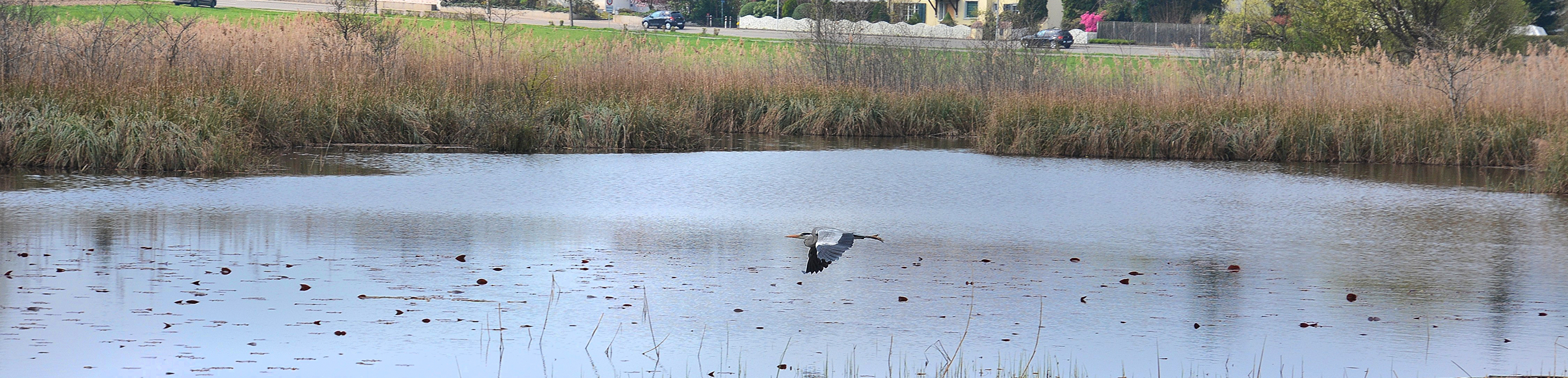 Niederhasli