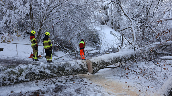 Baum zersägen