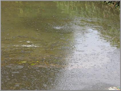 Das mit Ölbinder gebundene Öl treibt auf der Wasseroberfläche. 