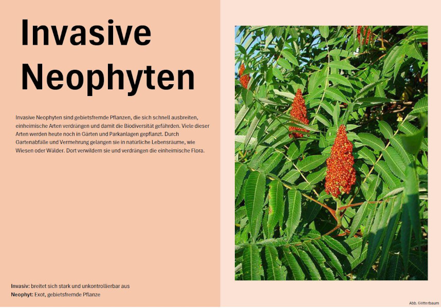 Flyer Neophyten