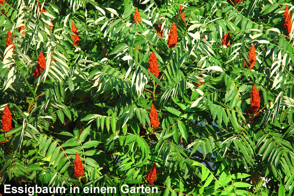 Essigbaum