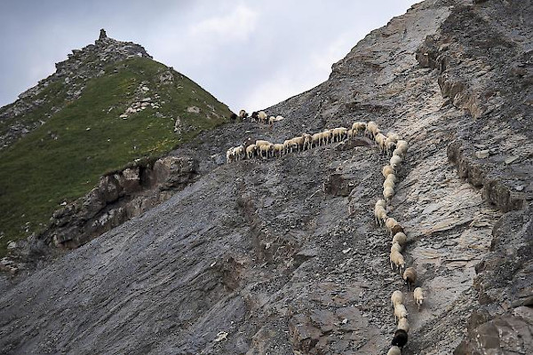 Alpschafe