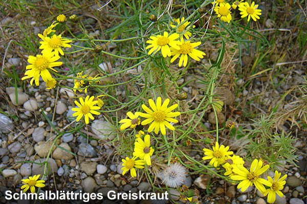 Kreuzkraut