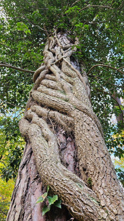 Efeu 3
