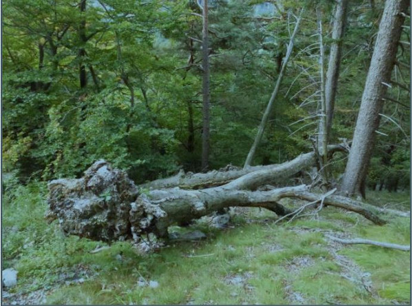 Altholzinsel