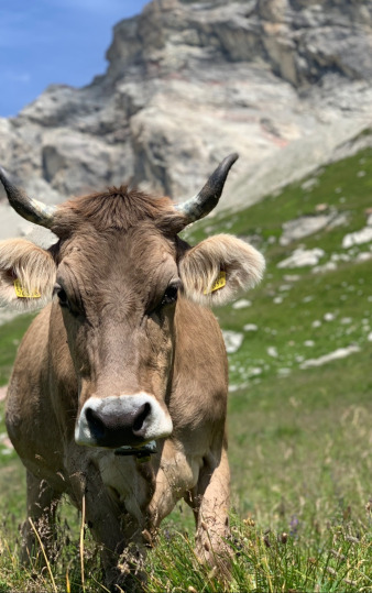 Alpkuh